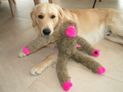 honden foto van mlvc