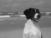 honden foto van Liza 