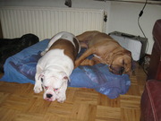 honden foto honden foto van miranda