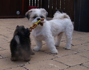 honden foto van tien