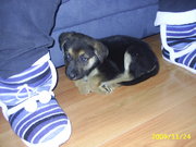 honden foto van sebastiaan