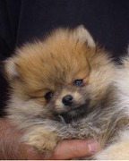 honden foto van Kelly de Boer