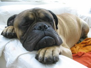 honden foto honden foto van Iguana