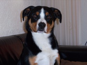 honden foto van Annet