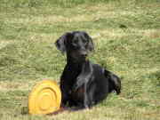 honden foto van Baldor