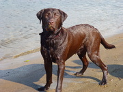 honden foto van Geri