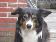 honden foto van Madeleine