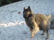 honden foto van Josée