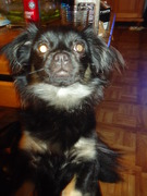 honden foto van zina