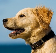 honden foto van Maartje
