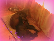 honden foto van Lana