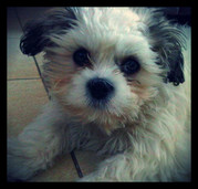 honden foto van KENZO.