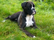 honden foto van stefan