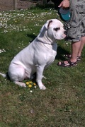 honden foto van Christel