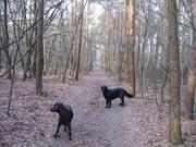 honden foto van Martin