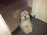 honden foto van Silvia