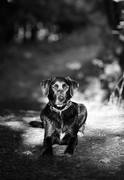 honden foto van Saab