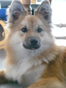 honden foto honden foto van isabell