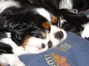 honden foto van dorihaarsite