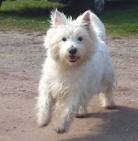 honden foto van mitsy