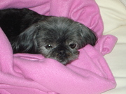 honden foto van Monique