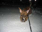 honden foto van asiabjorn