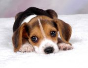 honden foto van nienke