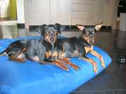 honden foto van Patsy