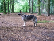 honden foto van Shima