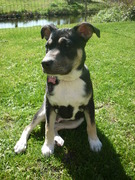 honden foto van lisa huijsman