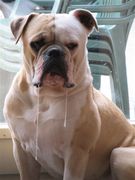 honden foto van Martin Lodder