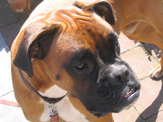 honden foto van Riemer