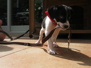 honden foto van annemarie