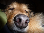 honden foto van Marina