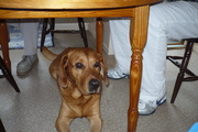 honden foto honden foto van corjan