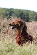 honden foto van Alice en Finn