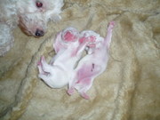 honden foto van louise