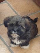 honden foto van Maiko