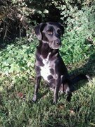 honden foto van Jolanda