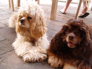 honden foto honden foto van Lilly, Zina, Zoë en Amy