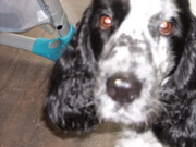 honden foto honden foto van Wendy