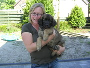 honden foto van Judith Hofman