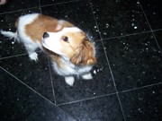 honden foto van Edwin & Jan & Dooby
