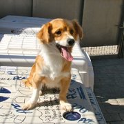 honden foto honden foto van Zonnig