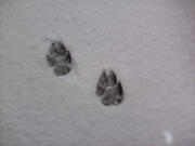 honden foto van elodie