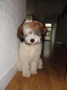 honden foto van boyke