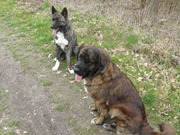 honden foto van angel