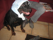 honden foto van Liesbeth