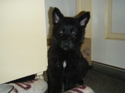 honden foto van Mary