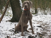 honden foto van Carla